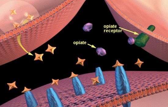 opiates brain