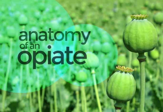 anatomy-of-an-opiate-anr