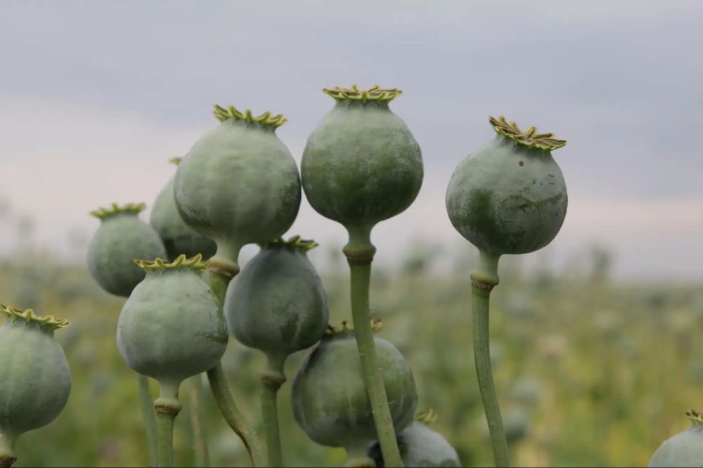 Opium Addiction